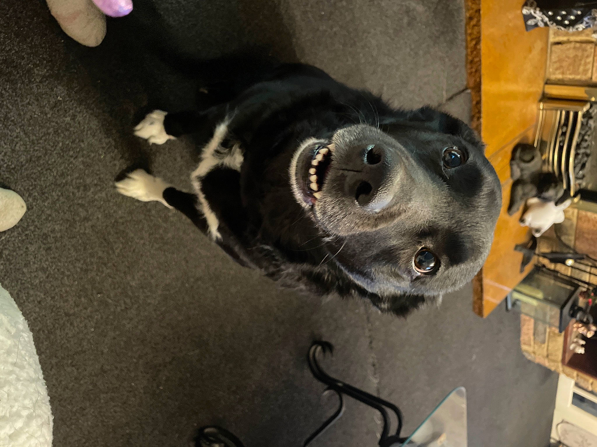 Darcie joined the competition — help win amazing prizes! auto_part, borador, carnivore, collar, companion_dog, dog, dog_breed, dog_collar, flooring, fur, guard_dog, leash, non_sporting_group, snout, sporting_group, tail, whiskers, working_animal, working_dog