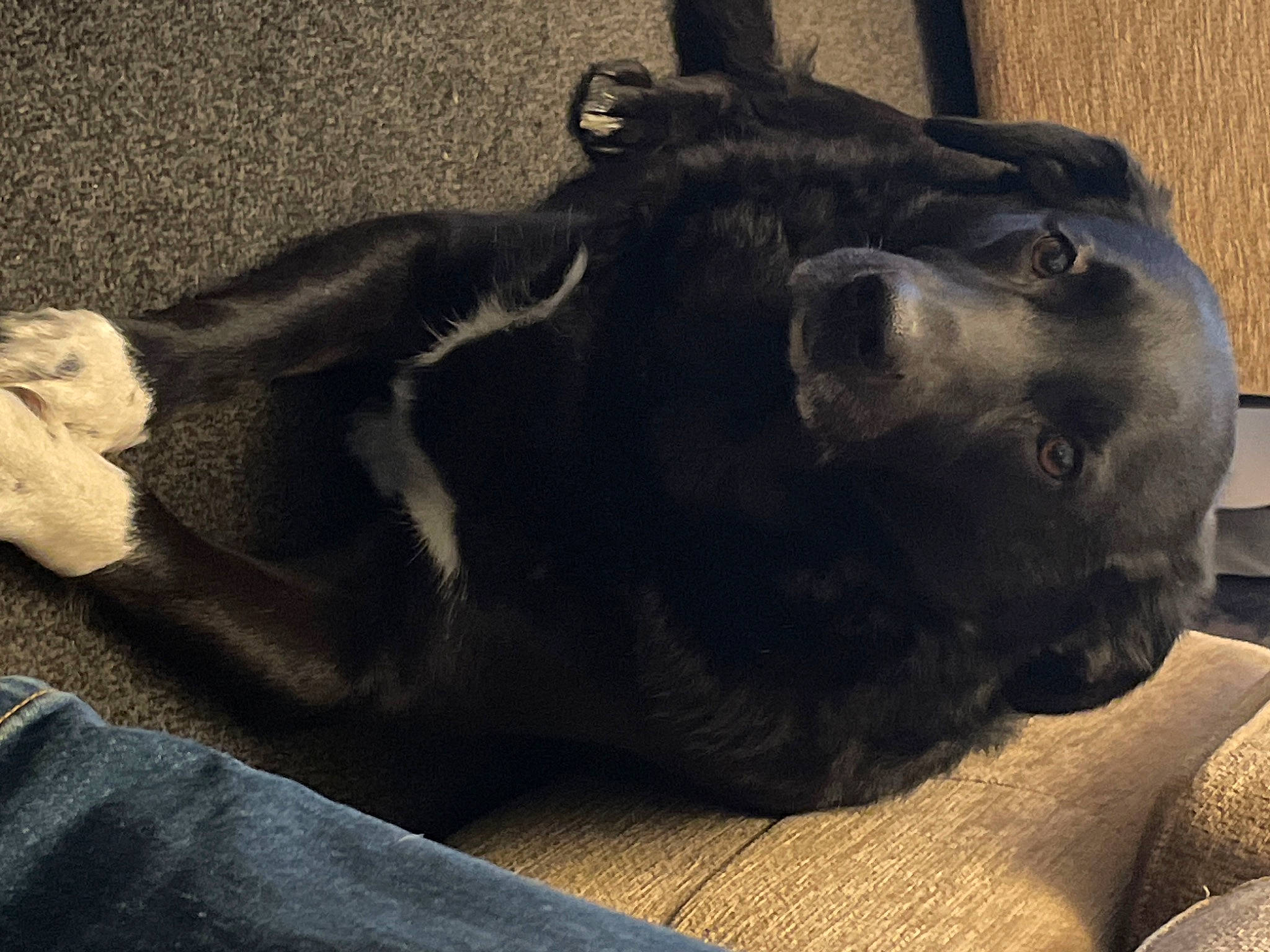 Darcie is registered to the contest to win money with this photo: borador, canidae, carnivore, comfort, companion_dog, dog, dog_breed, dog_collar, fawn, fur, grey, guard_dog, metal, retriever, snout, sporting_group, tail, terrestrial_animal, whiskers, working_animal