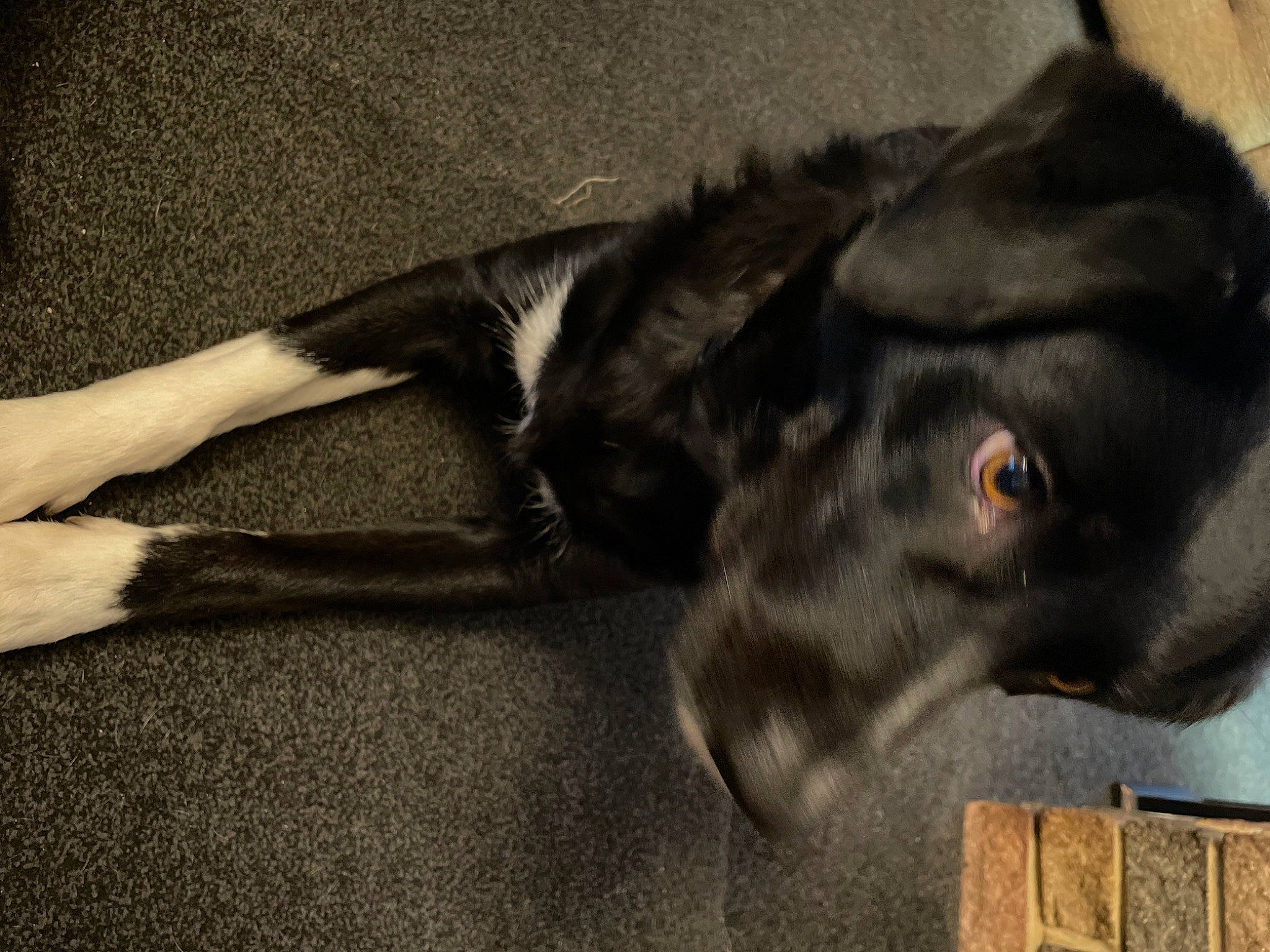 Daisy joined the competition — help win amazing prizes! borador, canidae, carnivore, comfort, companion_dog, dog, dog_breed, ear, fawn, fur, grey, liver, pet_supply, plant, snout, sporting_group, terrestrial_animal, tints_and_shades, whiskers, working_animal