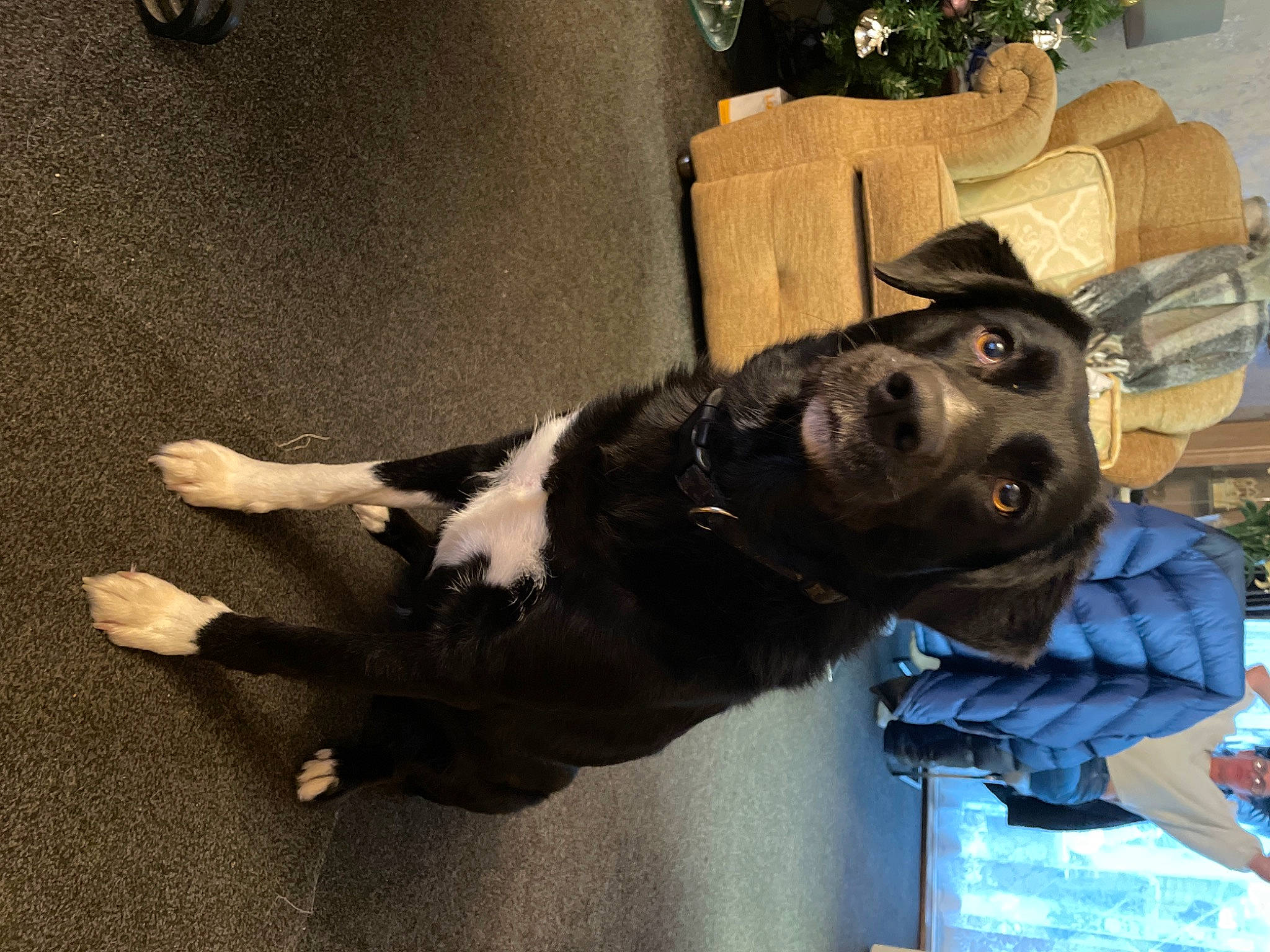 Daisy joined the competition — help win amazing prizes! canidae, carnivore, comfort, companion_dog, couch, dog, dog_breed, flooring, fur, guard_dog, living_room, plant, room, sculpture, selfie, sporting_group, tail, window, working_animal