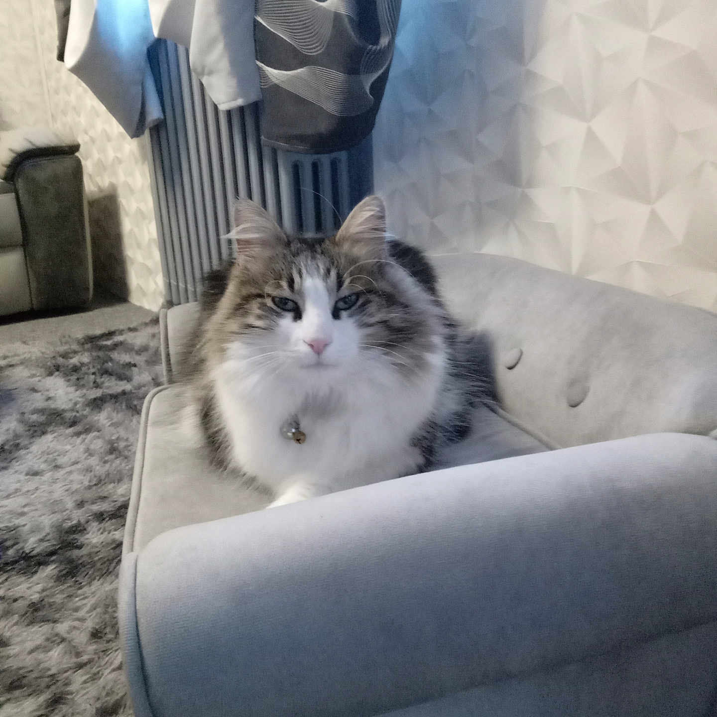 Rasta a rejoint le concours — aidez-le/la à gagner de superbes lots ! animal, bell, carpet, cat, clothing, collar, cozy, fluffy, furniture, gray, hanger, indoor, pet, relaxed, rug, sofa, striped, texture, wall, white