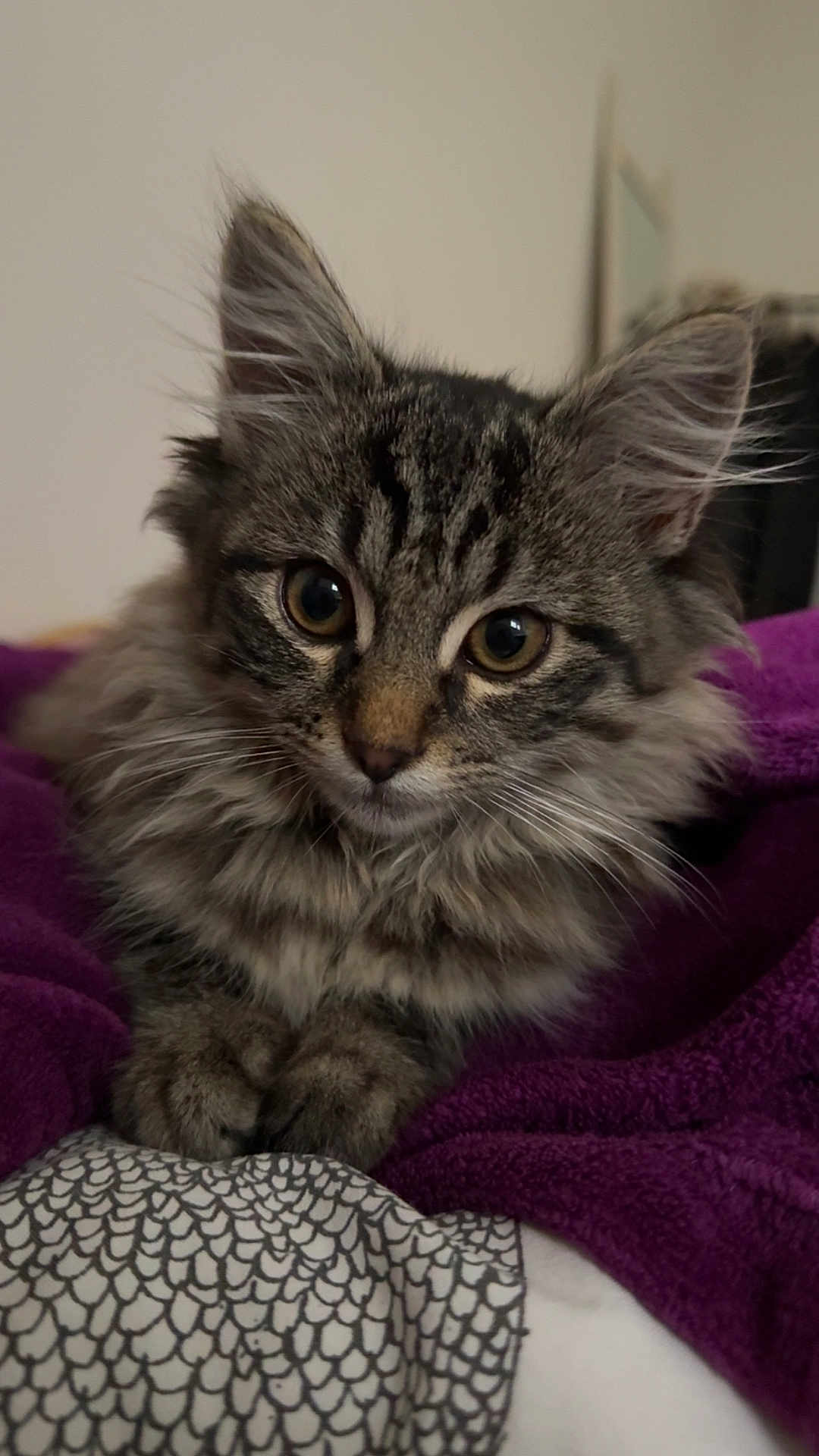 Siara participe au concours pour gagner de l'argent avec cette photo : cat, tabby, fluffy, pet, animal, feline, cute, eyes, whiskers, ears, fur, resting, cozy, blanket, purple, indoor, closeup, portrait, cute_pet, domestic_animal