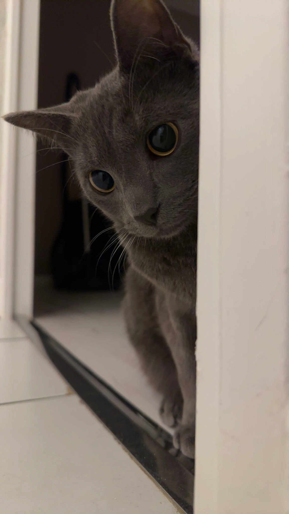 Simba