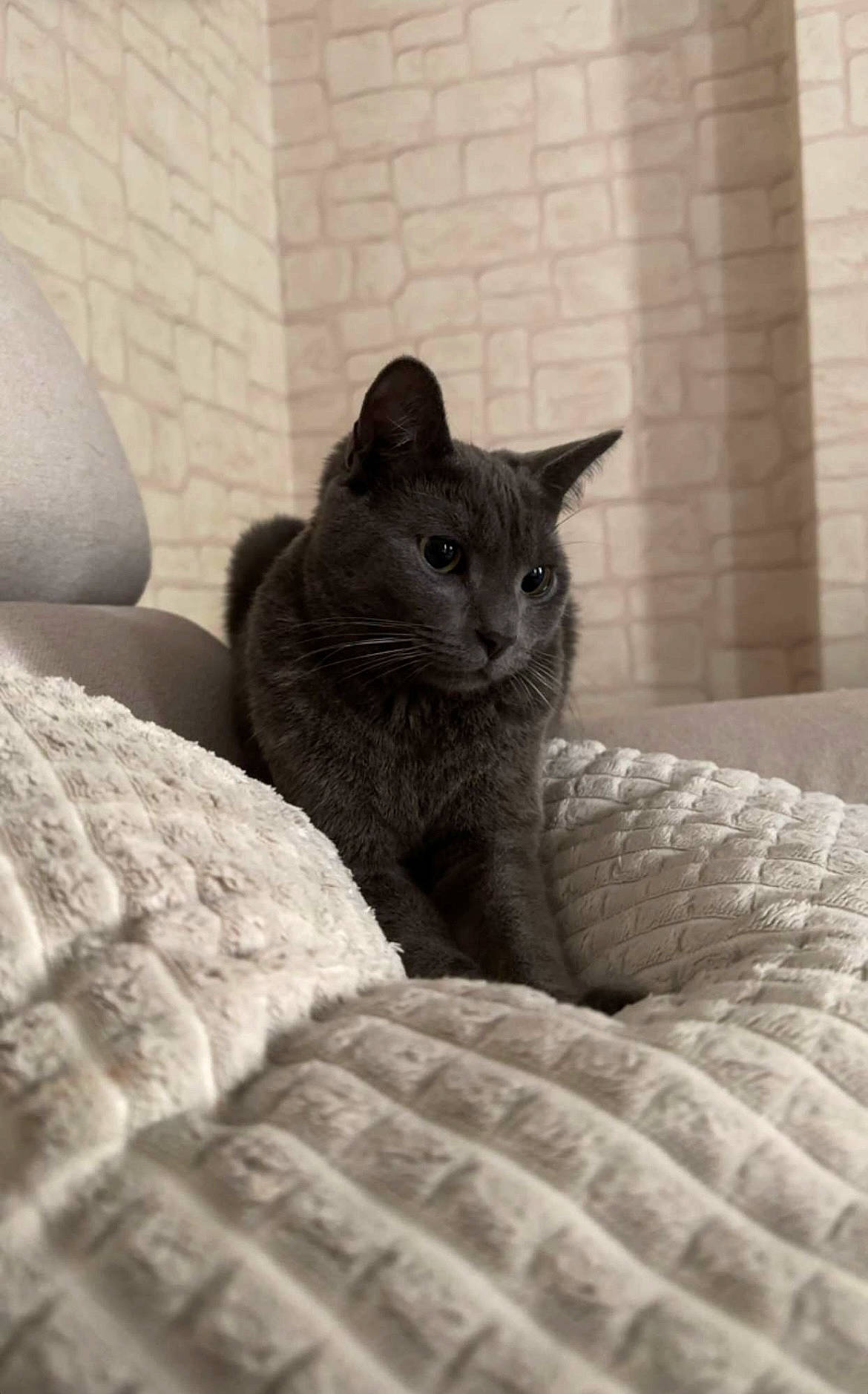 Simba participe au concours pour gagner de l'argent avec cette photo : carnivore, cat, cat_bed, comfort, domestic_short_haired_cat, felidae, fur, grey, linens, monochrome, monochrome_photography, russian_blue, sitting, small_to_medium_sized_cats, snout, tail, terrestrial_animal, whiskers, wildlife, wood