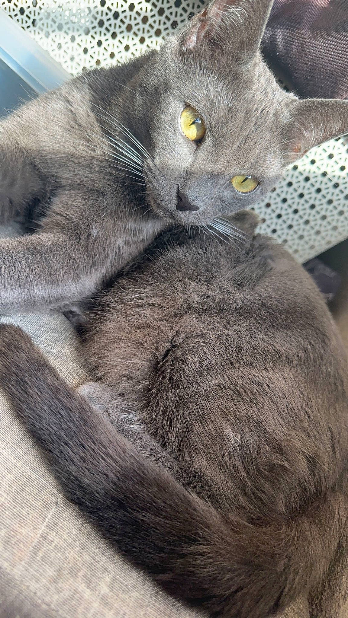 Simba a rejoint le concours — aidez-le/la à gagner de superbes lots ! black_cat, carnivore, cat, chartreux, claw, comfort, domestic_short_haired_cat, felidae, fur, grey, havana_brown, nap, paw, russian_blue, small_to_medium_sized_cats, snout, tail, terrestrial_animal, whiskers, wildlife