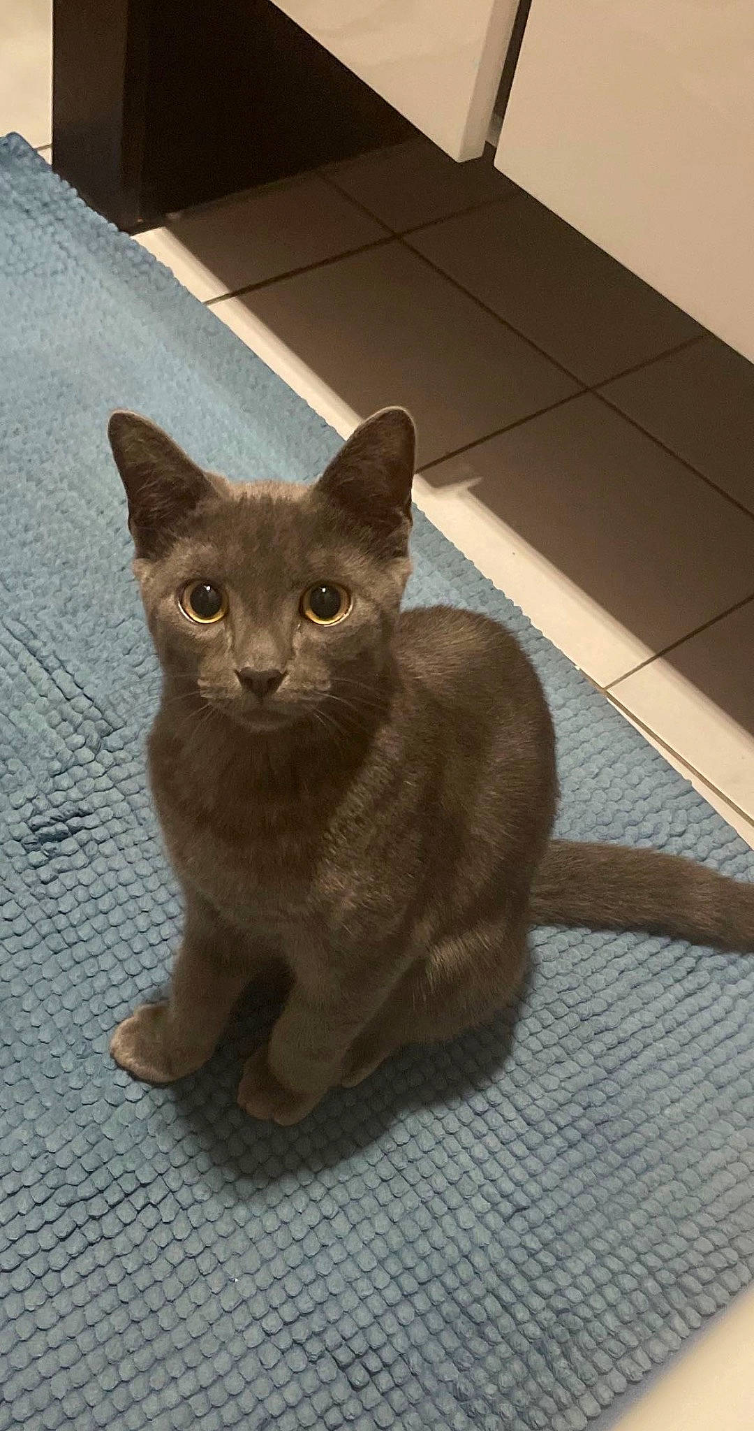 Simba participe au concours pour gagner de l'argent avec cette photo : carnivore, cat, domestic_short_haired_cat, fawn, felidae, flooring, fur, grey, hardwood, russian_blue, small_to_medium_sized_cats, tail, terrestrial_animal, tile_flooring, whiskers, window, wood