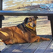 Loki is registered to the contest to win money with this photo: dog, animal, outdoor, wooden_deck, bench, sunlight, collar, brown_fur, relaxed, pet, canine, daylight, nature, bare_branches, shadow, looking, resting, tongue_hidden, mammal, leisure