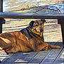dog, animal, outdoor, wooden_deck, bench, sunlight, collar, brown_fur, relaxed, pet, canine, daylight, nature, bare_branches, shadow, looking, resting, tongue_hidden, mammal, leisure