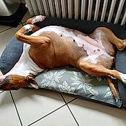 Ruby a rejoint le concours — aidez-le/la à gagner de superbes lots ! dog, pet, lying_down, relaxed, indoor, dog_bed, brown_and_white, floor, tile, radiator, resting, animal, mammal, canine, sleeping, domestic_animal, fur, paw, nose, ear