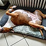 dog, pet, lying_down, relaxed, indoor, dog_bed, brown_and_white, floor, tile, radiator, resting, animal, mammal, canine, sleeping, domestic_animal, fur, paw, nose, ear