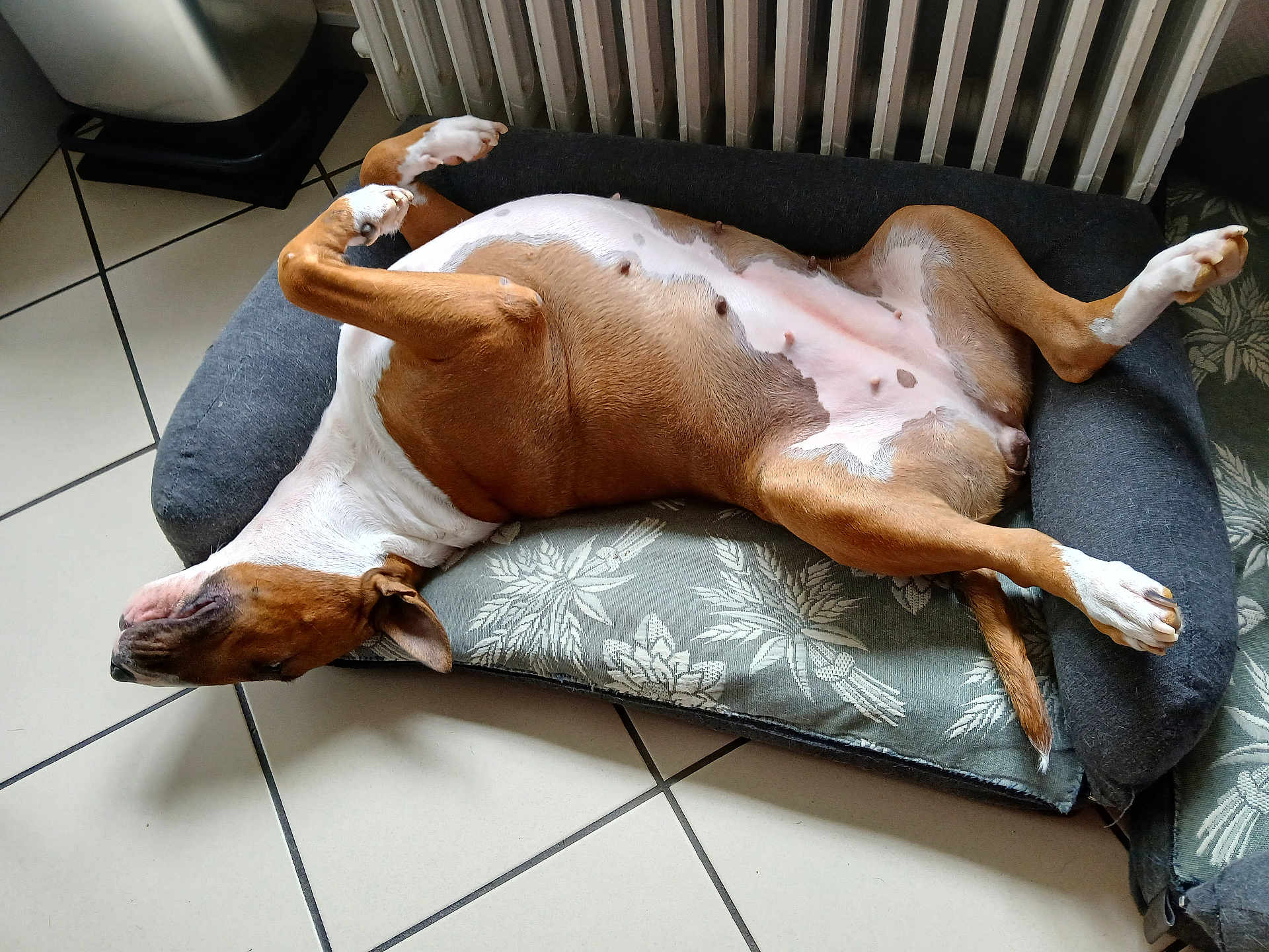 Ruby a rejoint le concours — aidez-le/la à gagner de superbes lots ! dog, pet, lying_down, relaxed, indoor, dog_bed, brown_and_white, floor, tile, radiator, resting, animal, mammal, canine, sleeping, domestic_animal, fur, paw, nose, ear