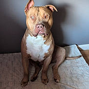 Chapo is registered to the contest to win money with this photo: dog, pitbull, pet, canine, brown_fur, white_chest, sitting, portrait, indoor, blanket, mat, horn_shaped_toy, chew_toy, wall, shadow, ears, eyes, floor, baseboard, looking_at_camera