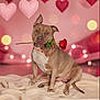 animal, blanket, blurred_background, bokeh, brown_dog, collar, cozy, cute, decor, dog, flower, heart, indoor, love, pet, romantic, rose, sitting, soft_lighting, valentines_day