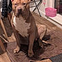 Chapo joined the competition — help win amazing prizes! dog, pitbull, brown_coat, white_chest, sitting, paws, ears, towel, hardwood_floor, indoor, pink_basket, pink_leash, jacket, chair, drying_rack, window, mat, pet_portrait, calm_expression, home_interior