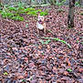 animal, autumn, branch, brown, canine, dog, fern, forest, green, ground, happy, leaves, moss, nature, nature_walk, outdoor, pet, standing, tree, woods