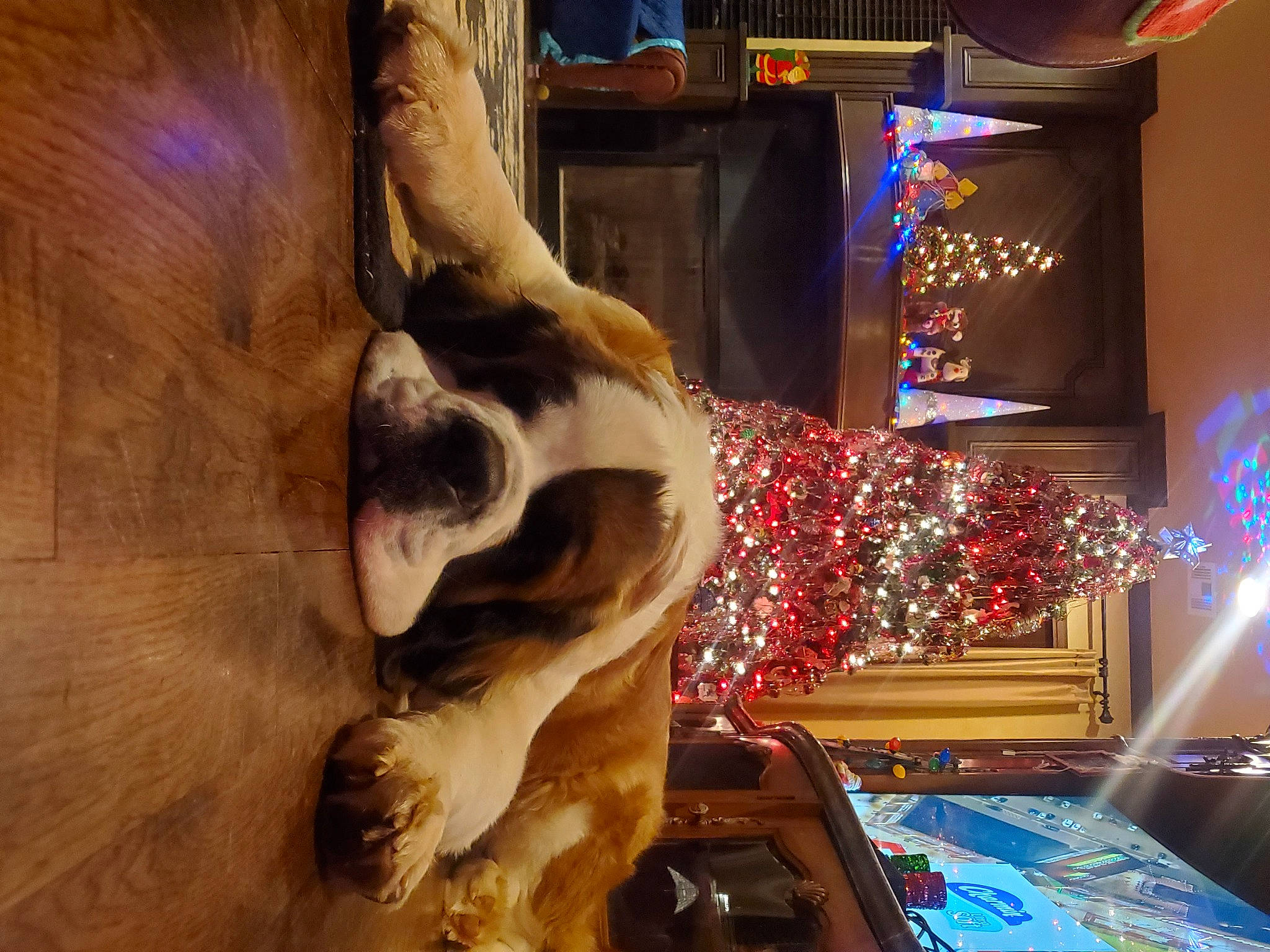 Loki joined the competition — help win amazing prizes! canidae, carnivore, christmas, christmas_decoration, christmas_eve, christmas_lights, christmas_tree, companion_dog, dog, dog_breed, fawn, holiday, interior_design, lighting, ornament, paw, snout, sporting_group, tongue, working_animal