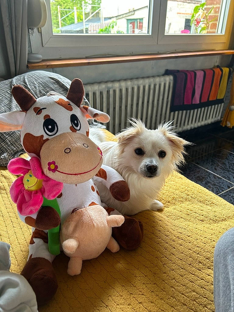 Bernie a rejoint le concours — aidez-le/la à gagner de superbes lots ! canidae, companion_dog, dog, dog_breed, dog_clothes, dog_supply, event, fawn, flooring, fur, holiday, plush, small_terrier, snout, sporting_group, stuffed_toy, toy, toy_dog, window, working_animal