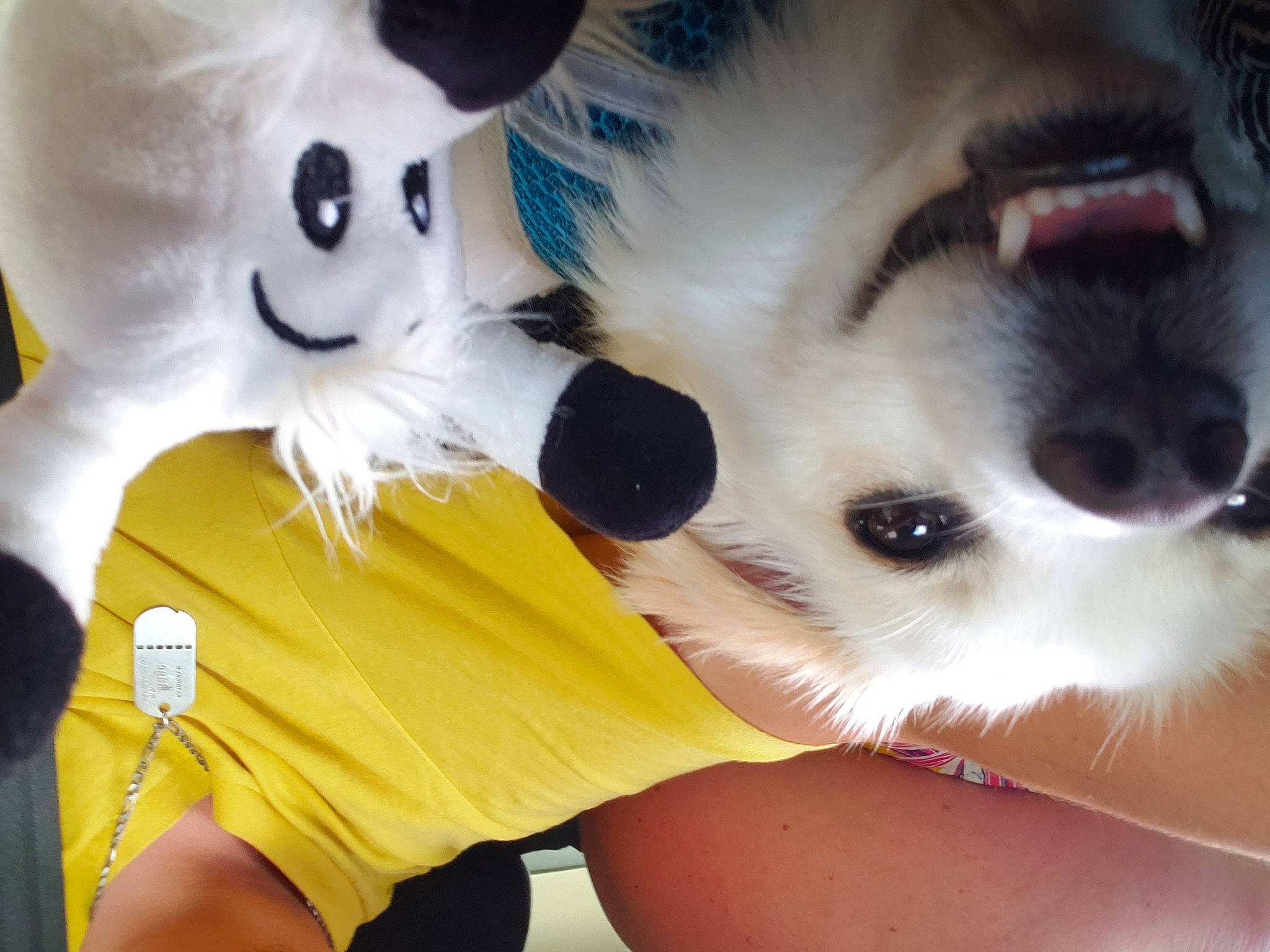 Bernie participe au concours pour gagner de l'argent avec cette photo : carnivore, cat, child, companion_dog, eyelash, fawn, felidae, fur, gesture, happy, nose, paw, plush, selfie, small_to_medium_sized_cats, snout, stuffed_toy, sunglasses, toy, whiskers