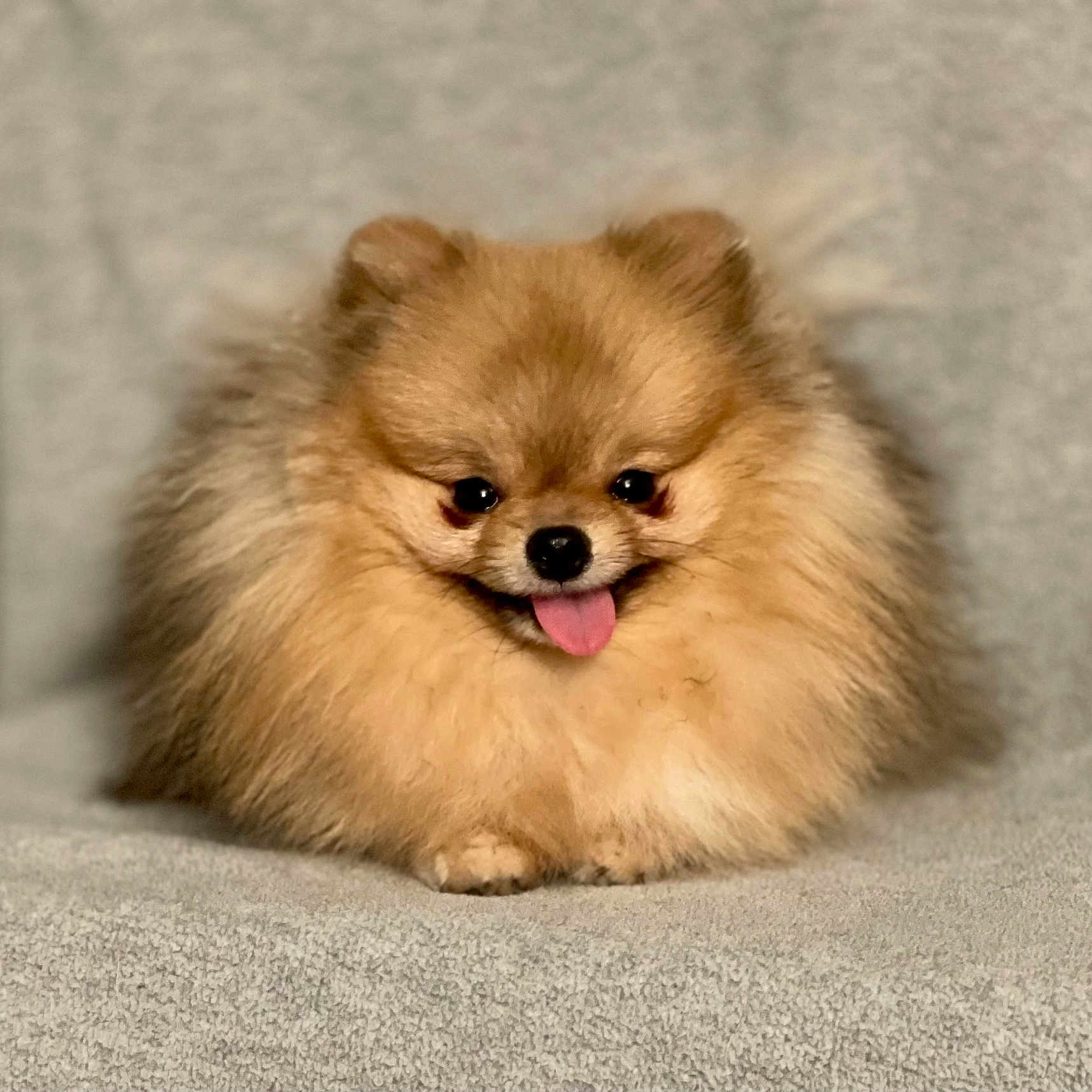 Wells is registered to the contest to win money with this photo: animal, canine, companion, cozy, cute, dog, domestic_animal, fluffy, friendly, furry, golden_coat, happy, indoor, pet, pomeranian, portrait, sitting, small_dog, soft_texture, tongue_out