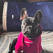 Joshua joined the competition — help win amazing prizes! animal, black_dog, blanket, canine, cozy, cute, dog, ears, expression, french_bulldog, furniture, home, hoodie, indoor, light, pet, portrait, red_clothing, rug, sitting