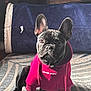 animal, black_dog, blanket, canine, cozy, cute, dog, ears, expression, french_bulldog, furniture, home, hoodie, indoor, light, pet, portrait, red_clothing, rug, sitting