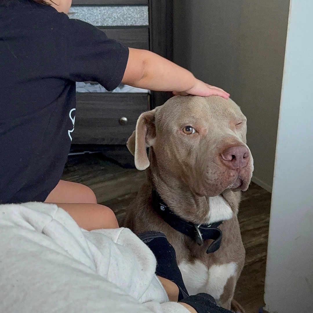 Zeus is registered to the contest to win money with this photo: dog, pit_bull, child, pet, indoors, bedroom, sitting, winking, face, collar, black_collar, brown_dog, white_chest, petting, human, hand, dresser, door, blanket, home