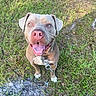Zeus is registered to the contest to win money with this photo: dog, pit_bull, portrait, outdoor, grass, park, happy, smiling, tongue, pink_nose, blue_eyes, short_hair, collar, leash, standing, animal, pet, facing_camera, ground, daylight