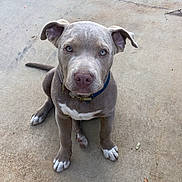 Zeus is registered to the contest to win money with this photo: dog, puppy, pit_bull, sitting, portrait, outdoor, concrete, pavement, collar, blue_collar, gray_fur, white_paws, floppy_ears, brown_nose, looking_at_camera, animal, pet, canine, ground, photography