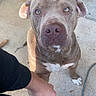Zeus is registered to the contest to win money with this photo: dog, pit_bull, gray_fur, white_markings, sitting, paw, human_hand, handshake, portrait, close_up, blue_eyes, floppy_ears, nose, serious_expression, outdoor, concrete, sunlight, pet, leash, candid