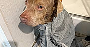 Zeus joined the competition — help win amazing prizes! dog, brown_dog, pit_bull, towel, bathroom, bathtub, wet_dog, sitting, portrait, pet, canine, short_hair, sad_expression, indoor, floor, wood_floor, toiletries, shower, laundry, funny