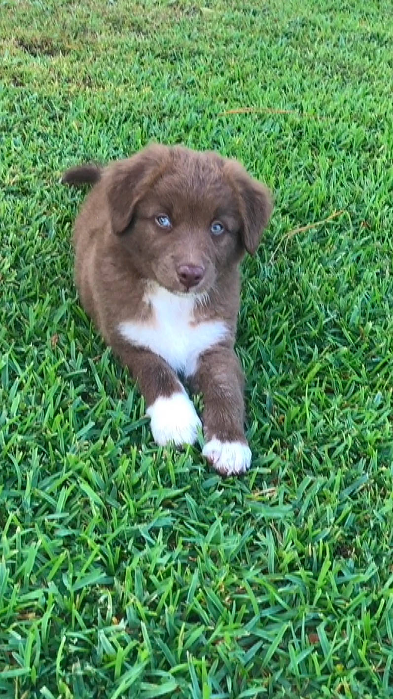 Hachi is registered to the contest to win money with this photo: canidae, carnivore, companion_dog, dog, dog_breed, fawn, fur, grass, groundcover, herb, liver, plant, puppy, snout, sporting_group, terrestrial_animal, whiskers, working_animal