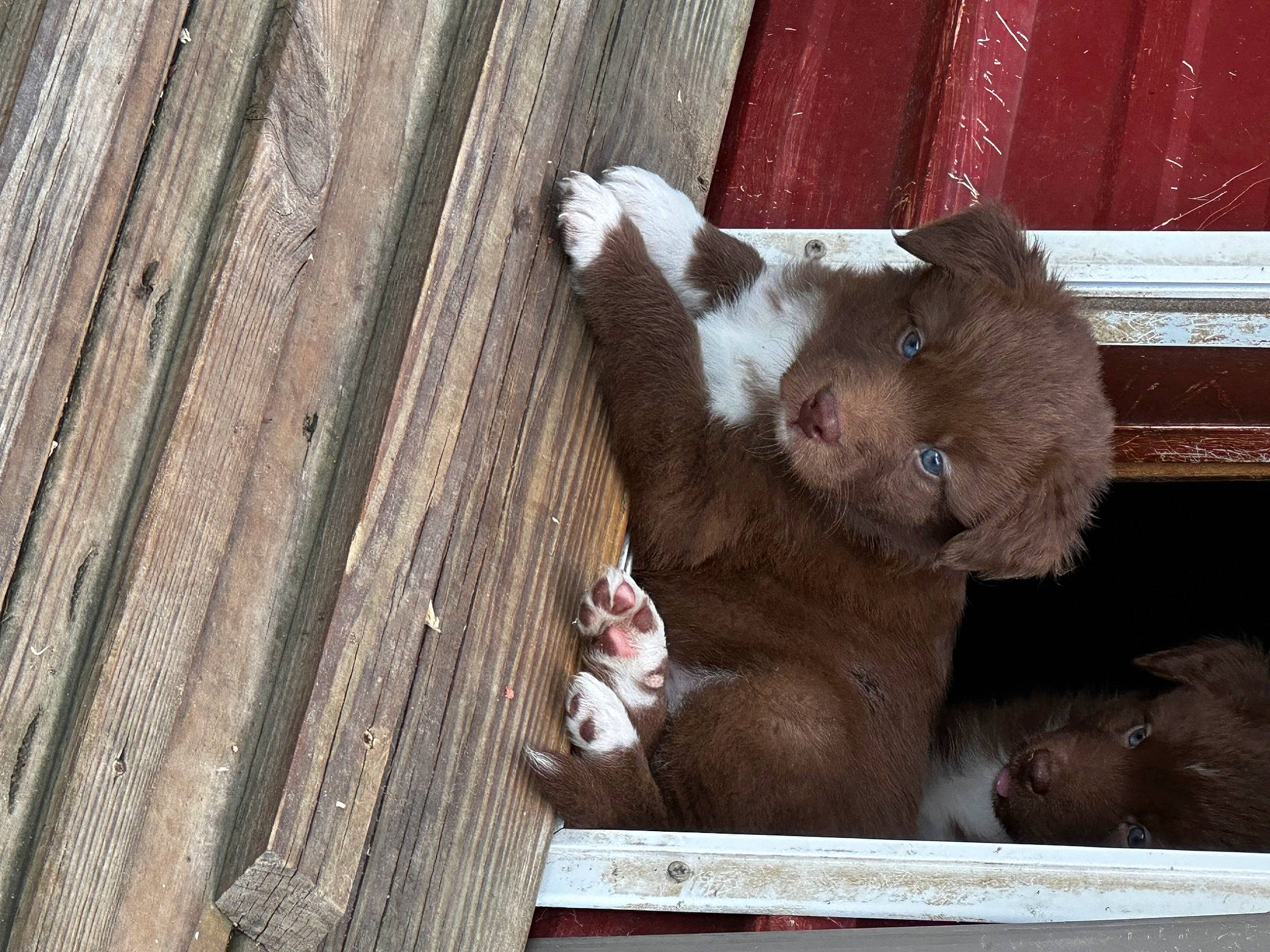 Hachi is registered to the contest to win money with this photo: bear, bovine, brown_bear, canidae, dairy, dog_breed, felidae, fur, guinea_pig, hardwood, liver, livestock, panda, small_to_medium_sized_cats, tail, terrestrial_animal, toy, whiskers, wood, working_animal