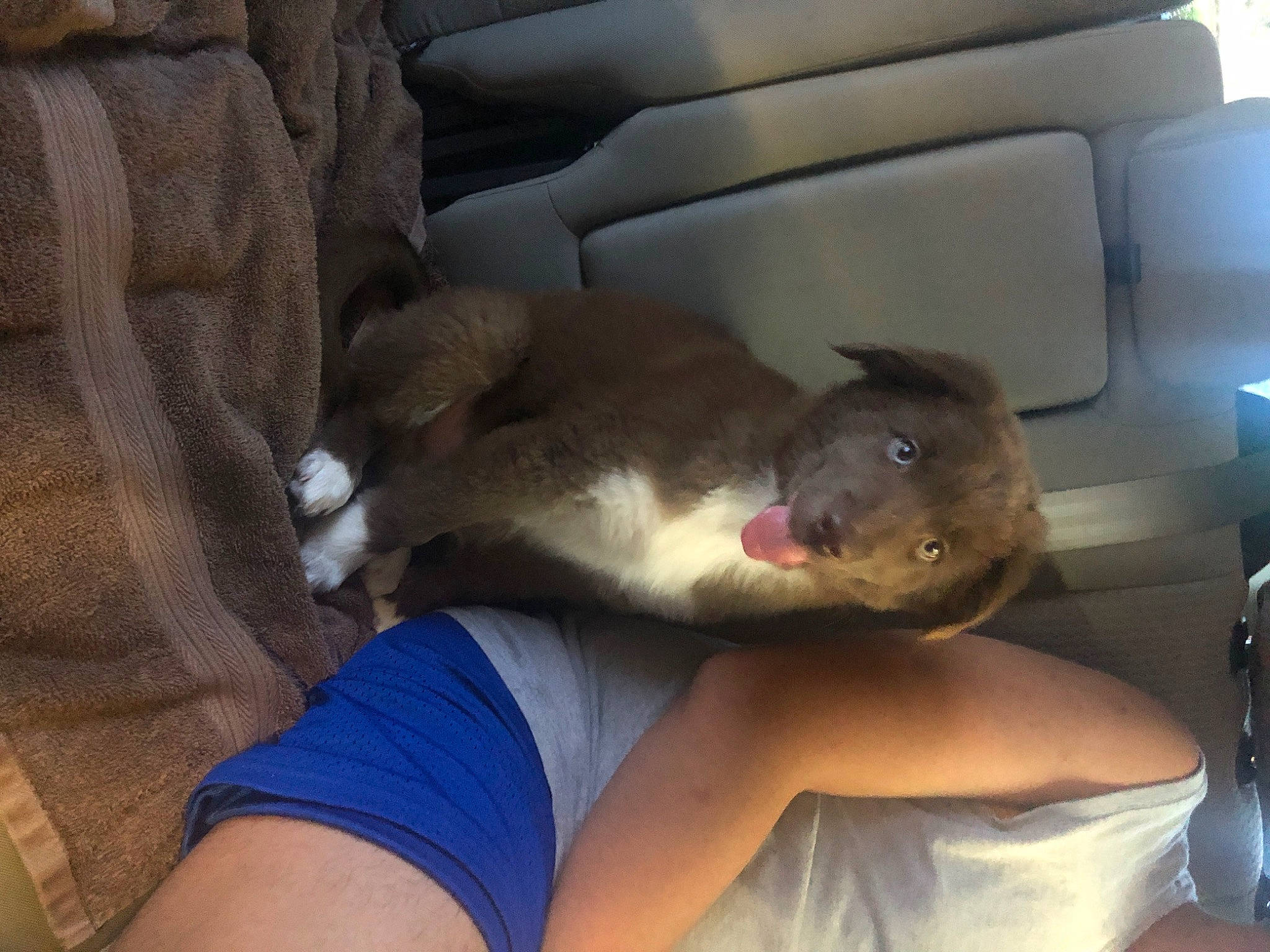 Hachi joined the competition — help win amazing prizes! auto_part, car, car_seat, car_seat_cover, carnivore, comfort, companion_dog, dog, dog_breed, family_car, fawn, felidae, foot, human_leg, small_to_medium_sized_cats, sporting_group, thigh, vehicle, vehicle_door, whiskers