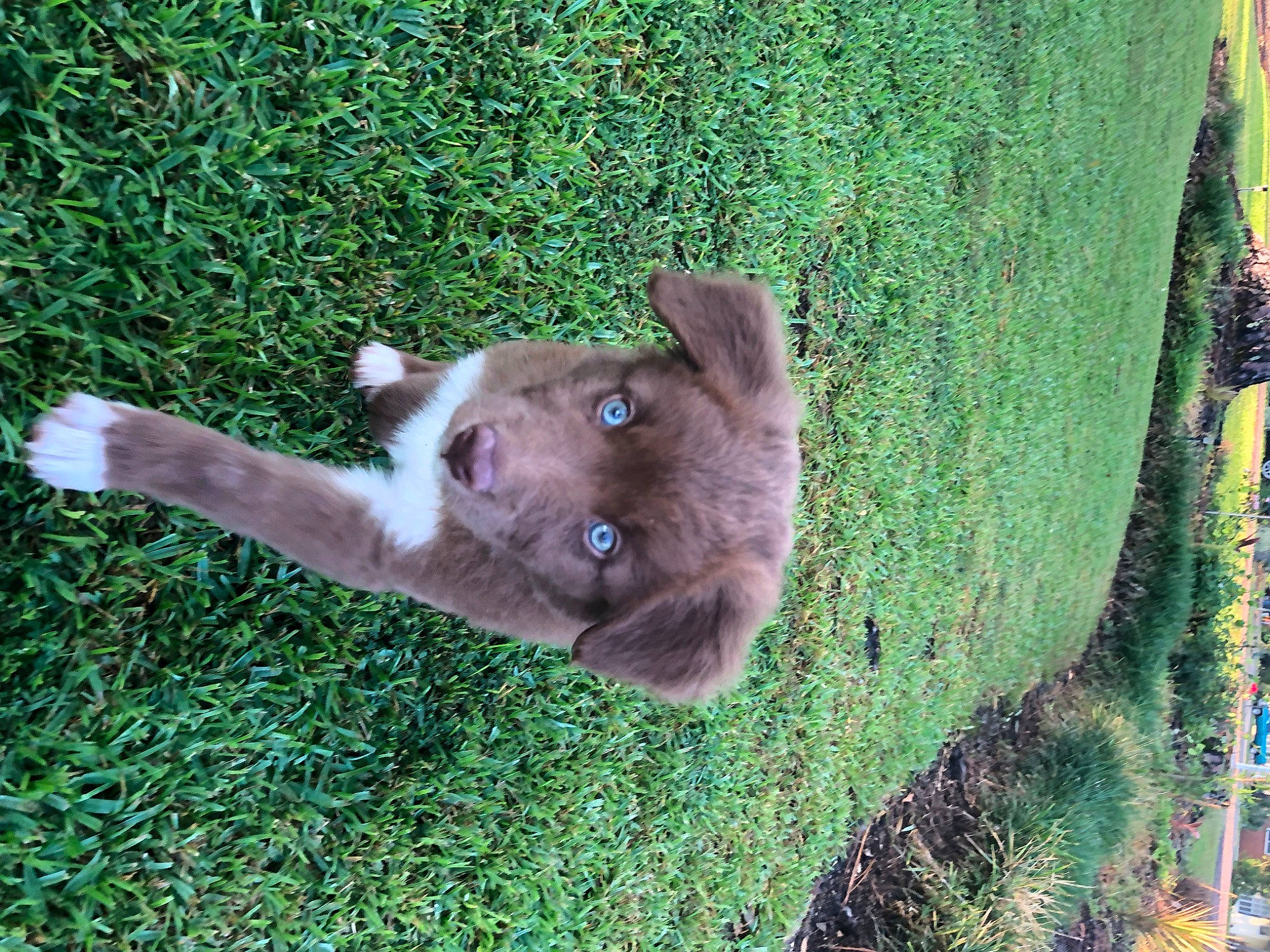 Hachi joined the competition — help win amazing prizes! canidae, carnivore, companion_dog, dog_breed, domestic_short_haired_cat, fawn, felidae, fur, grass, groundcover, liver, plant, small_to_medium_sized_cats, snout, sporting_group, tail, terrestrial_animal, whiskers, wood, working_animal