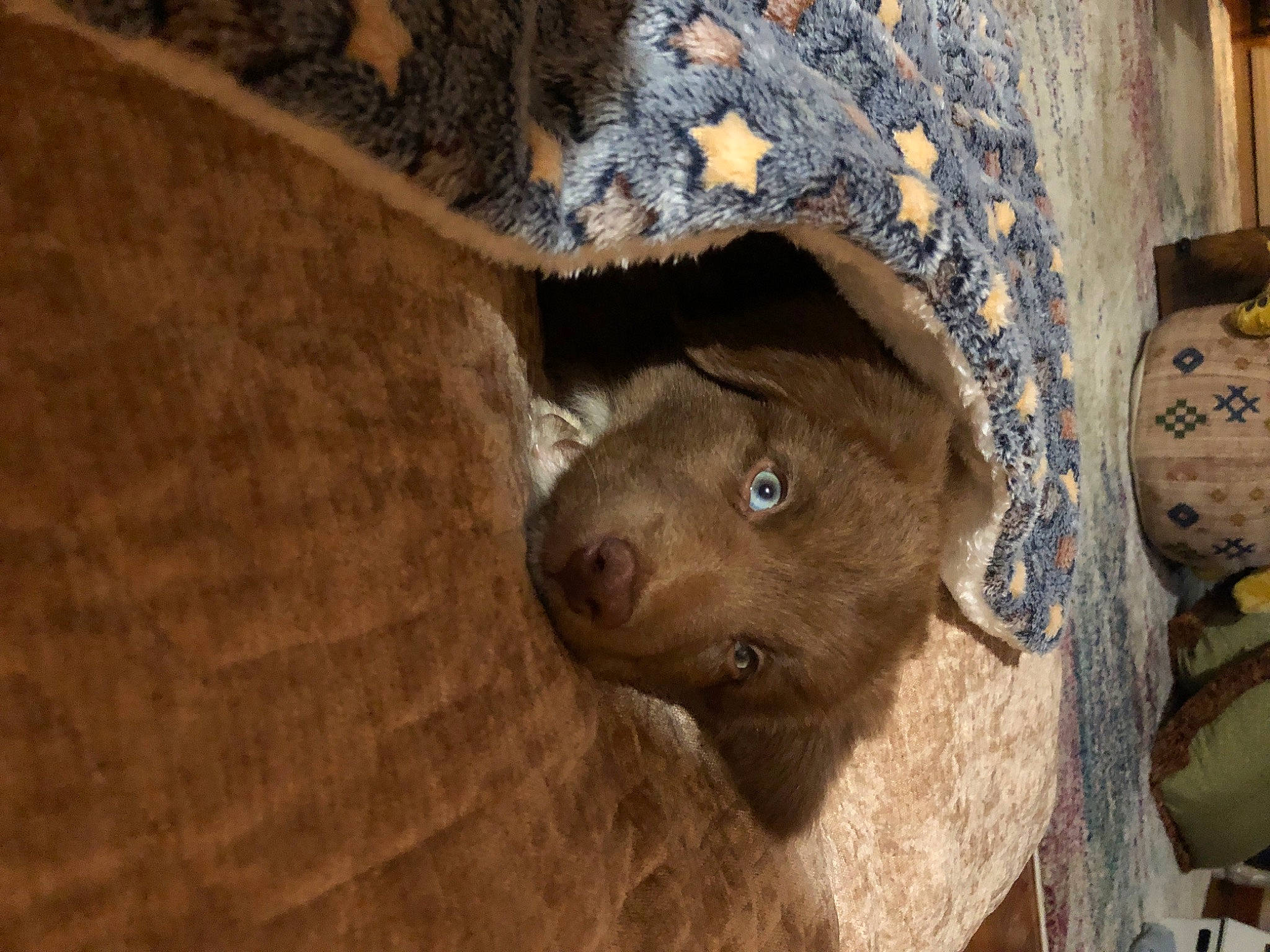 Hachi joined the competition — help win amazing prizes! canidae, carnivore, dog_breed, domestic_short_haired_cat, fawn, felidae, fur, liver, rock, sculpture, small_to_medium_sized_cats, snout, sporting_group, terrestrial_animal, tree, trunk, whiskers, wildlife, wood, working_animal