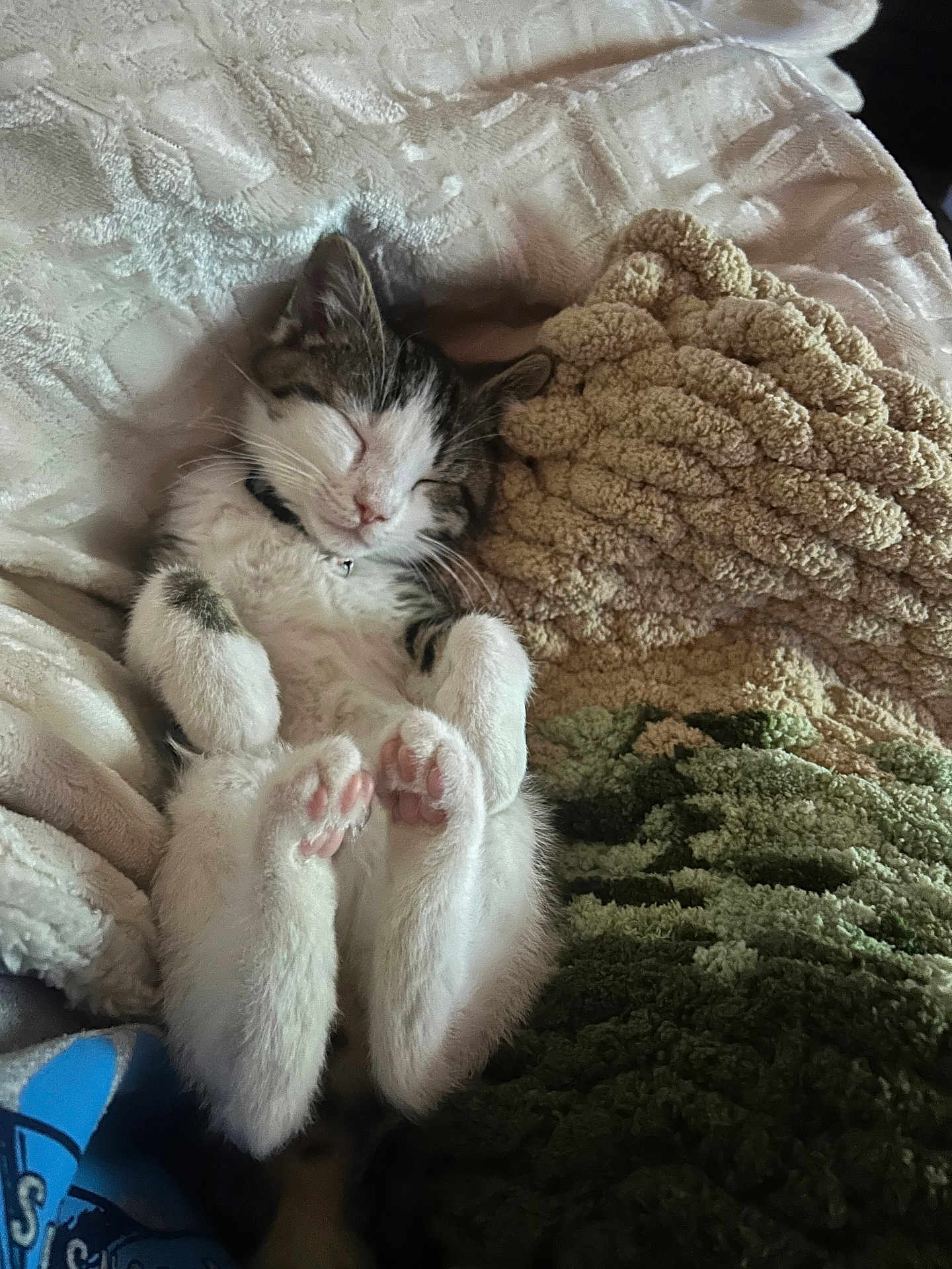 Louie is registered to the contest to win money with this photo: kitten, cat, sleeping, paws, blanket, cozy, cute, fur, pet, resting, indoor, closeup, whiskers, pink_paws, relaxed, young, domestic_cat, soft, furry, nap