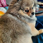 Vicking participe au concours pour gagner de l'argent avec cette photo : dog, pomeranian, fluffy, pet, indoor, blanket, couch, living_room, fur, cute, animal, companion, small_dog, portrait, relaxed, cozy, domestic, canine, side_view, curious