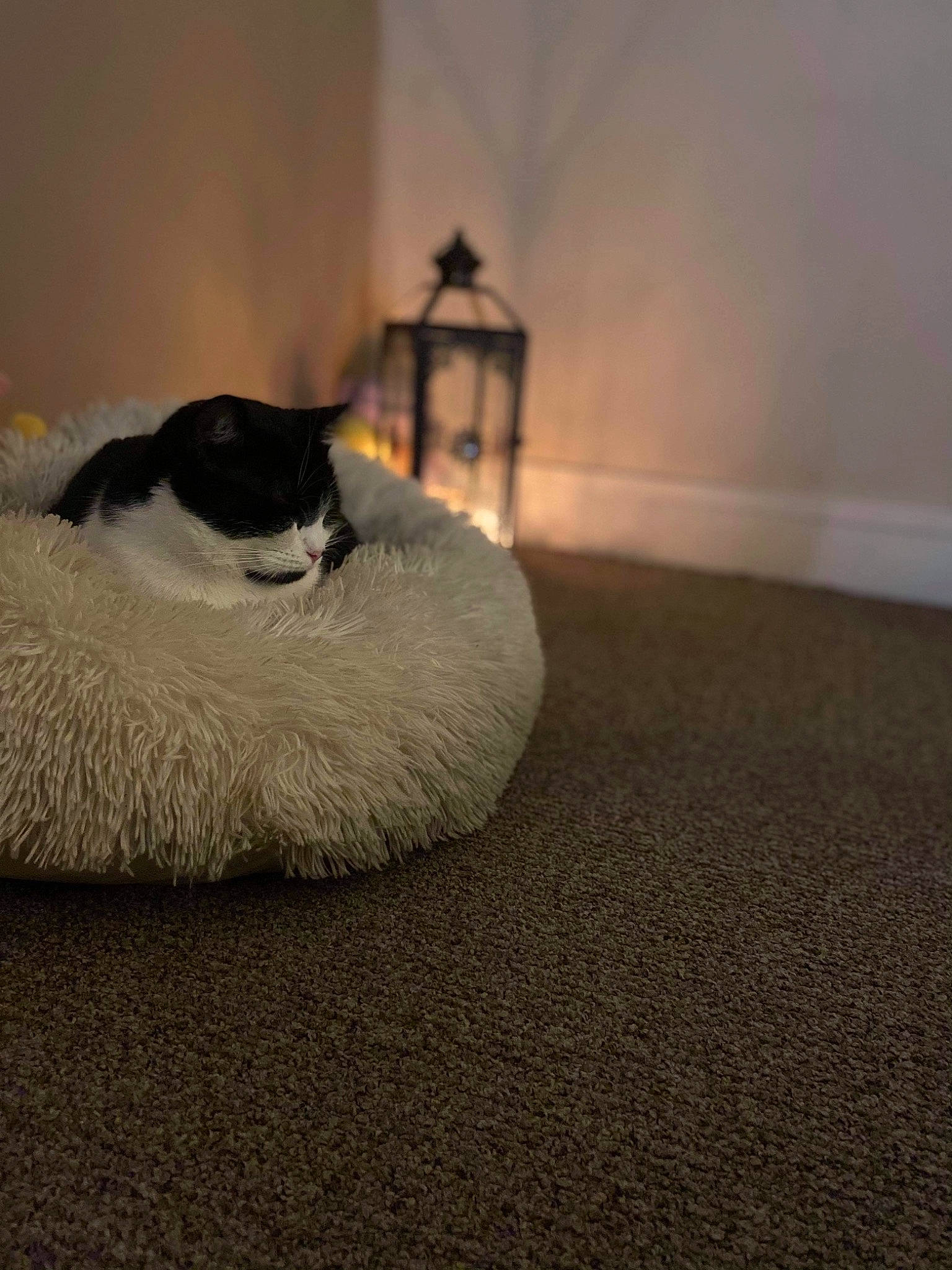 Luna participe au concours pour gagner de l'argent avec cette photo : canidae, carnivore, cat, comfort, darkness, domestic_short_haired_cat, felidae, flooring, fur, grey, hardwood, room, shadow, sitting, sky, small_to_medium_sized_cats, tail, tints_and_shades, whiskers, wood