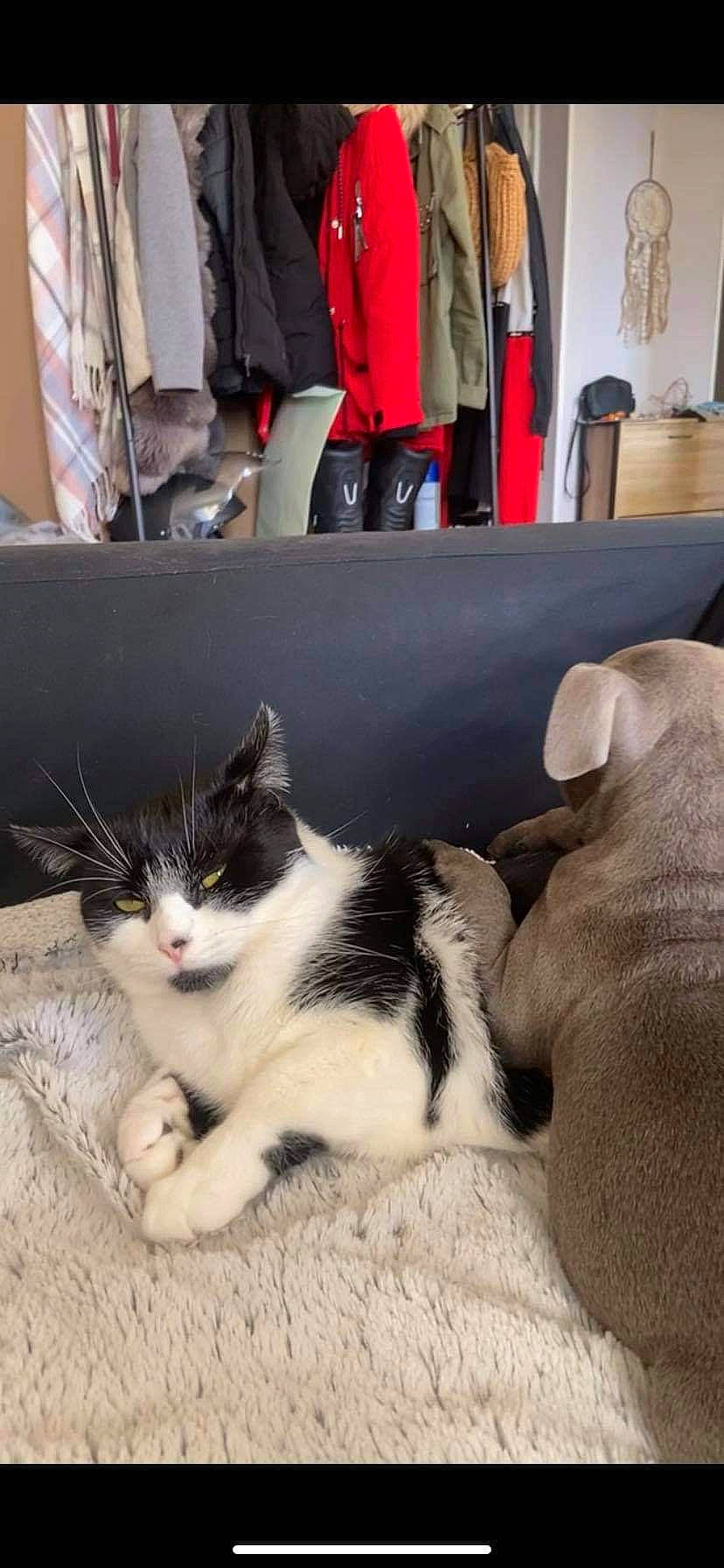 Luna a rejoint le concours — aidez-le/la à gagner de superbes lots ! bag, carnivore, cat, comfort, companion_dog, domestic_short_haired_cat, felidae, flooring, foot, fur, hardwood, human_leg, luggage_and_bags, paw, sitting, small_to_medium_sized_cats, snout, tail, whiskers, wood