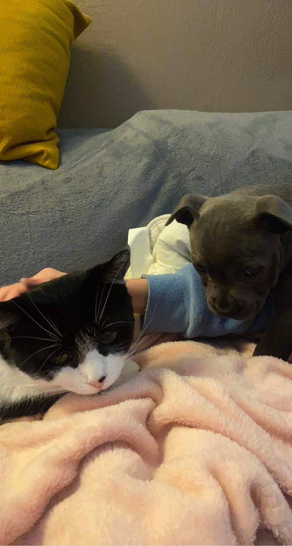 Luna participe au concours pour gagner de l'argent avec cette photo : bed, bedding, carnivore, cat, cloud, comfort, companion_dog, domestic_short_haired_cat, fawn, felidae, fur, linens, mammal, paw, small_to_medium_sized_cats, tail, textile, toy_dog, vertebrate, whiskers