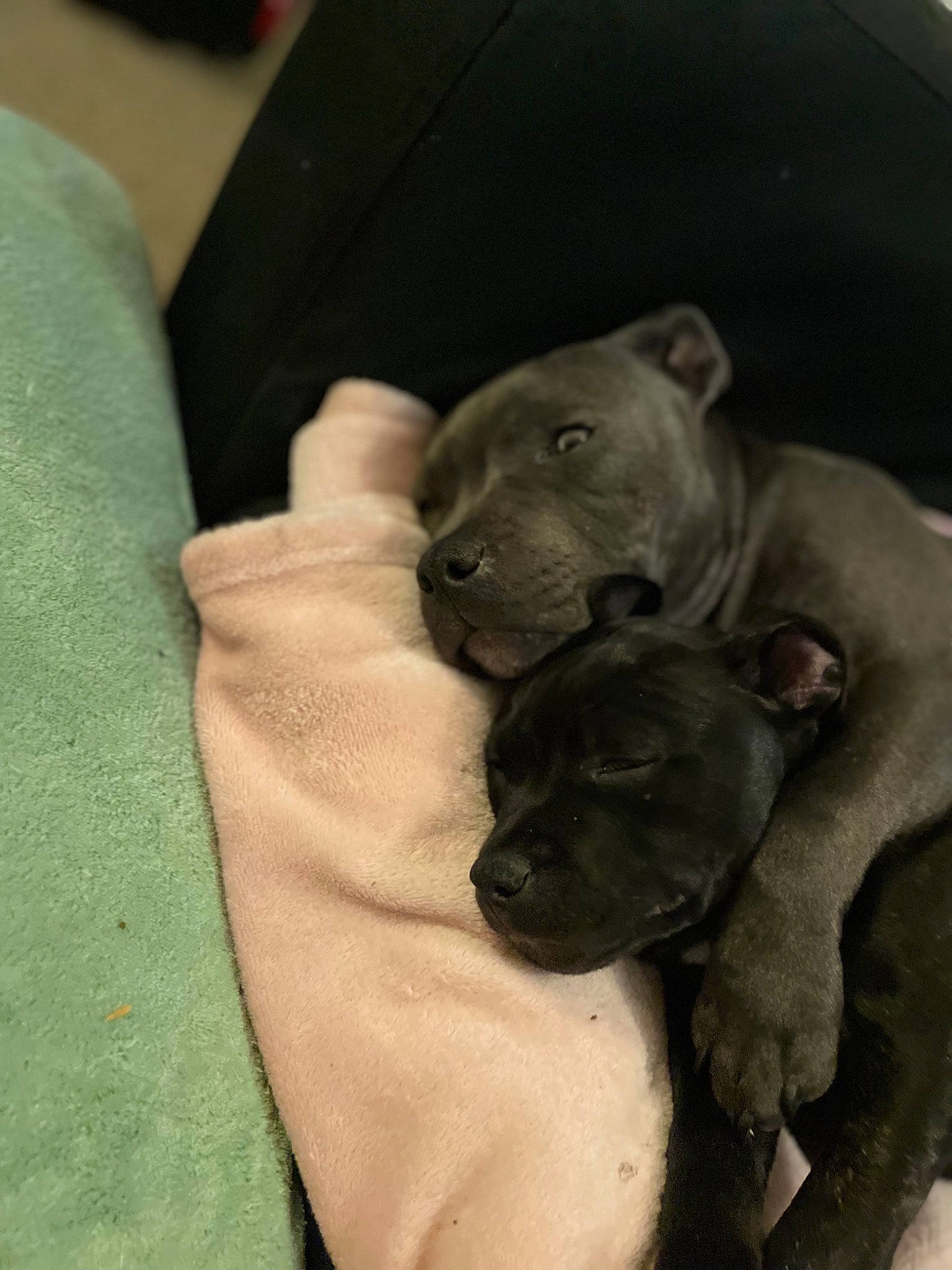 Sheyna participe au concours pour gagner de l'argent avec cette photo : canidae, carnivore, comfort, companion_dog, dog, dog_breed, fawn, fur, gesture, grey, guard_dog, non_sporting_group, paw, sleeve, snout, sporting_group, terrestrial_animal, whiskers, working_animal, wrist