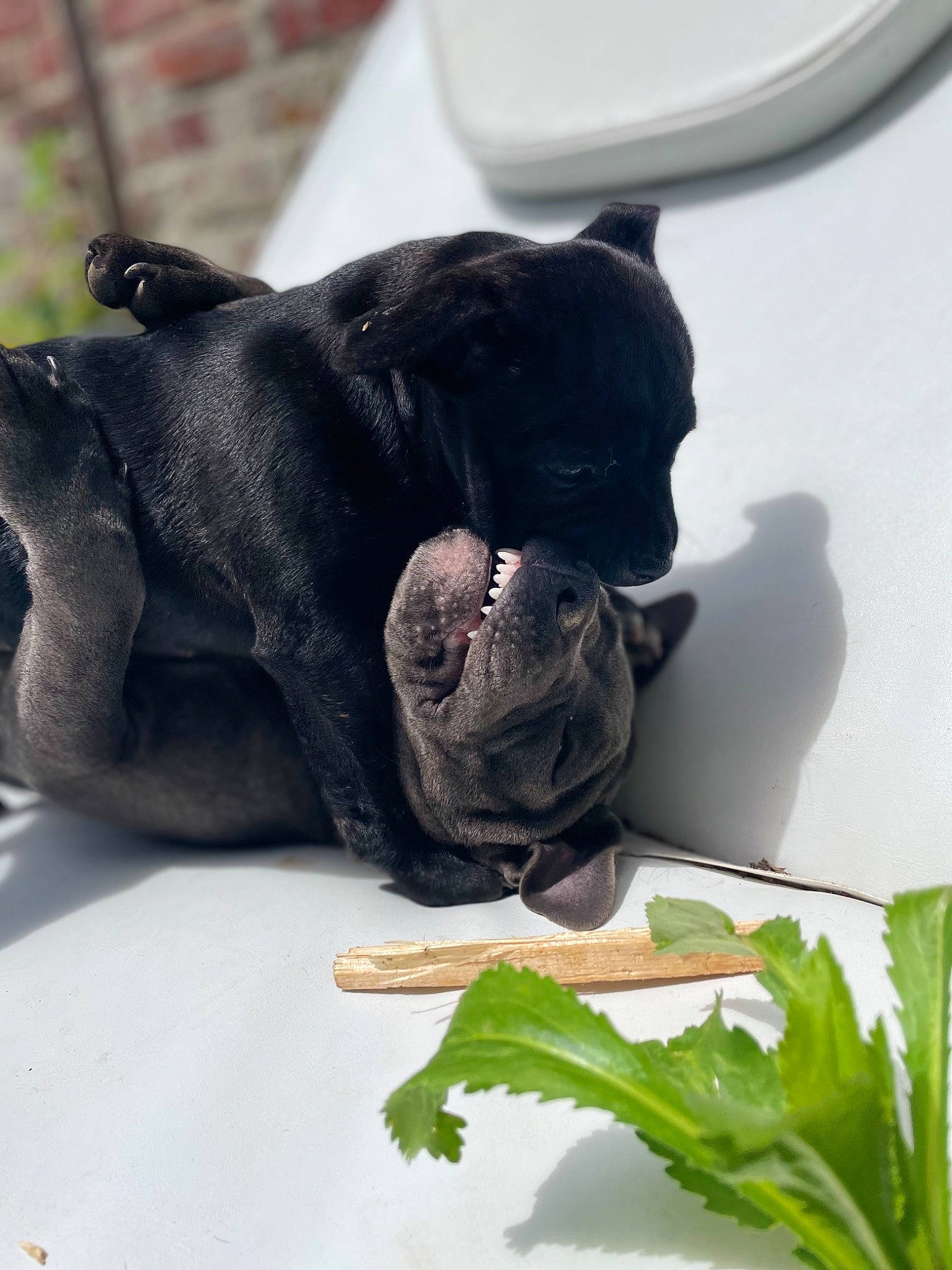 Sheyna participe au concours pour gagner de l'argent avec cette photo : canidae, carnivore, comfort, companion_dog, dishware, dog, dog_breed, felidae, garnish, grass, herb, ingredient, leaf_vegetable, natural_foods, produce, snout, sporting_group, terrestrial_animal, toy, vegetable
