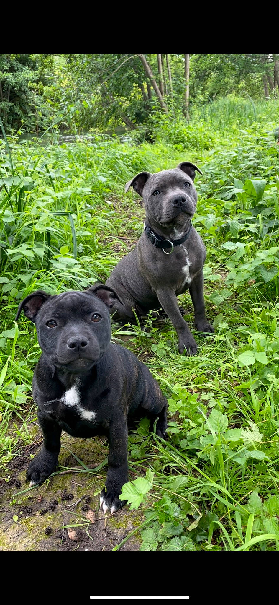 Sheyna participe au concours pour gagner de l'argent avec cette photo : art, botany, canidae, carnivore, companion_dog, dog, dog_breed, fawn, garden, grass, groundcover, leaf, plant, sculpture, shrub, snout, sporting_group, tail, terrestrial_animal, working_animal