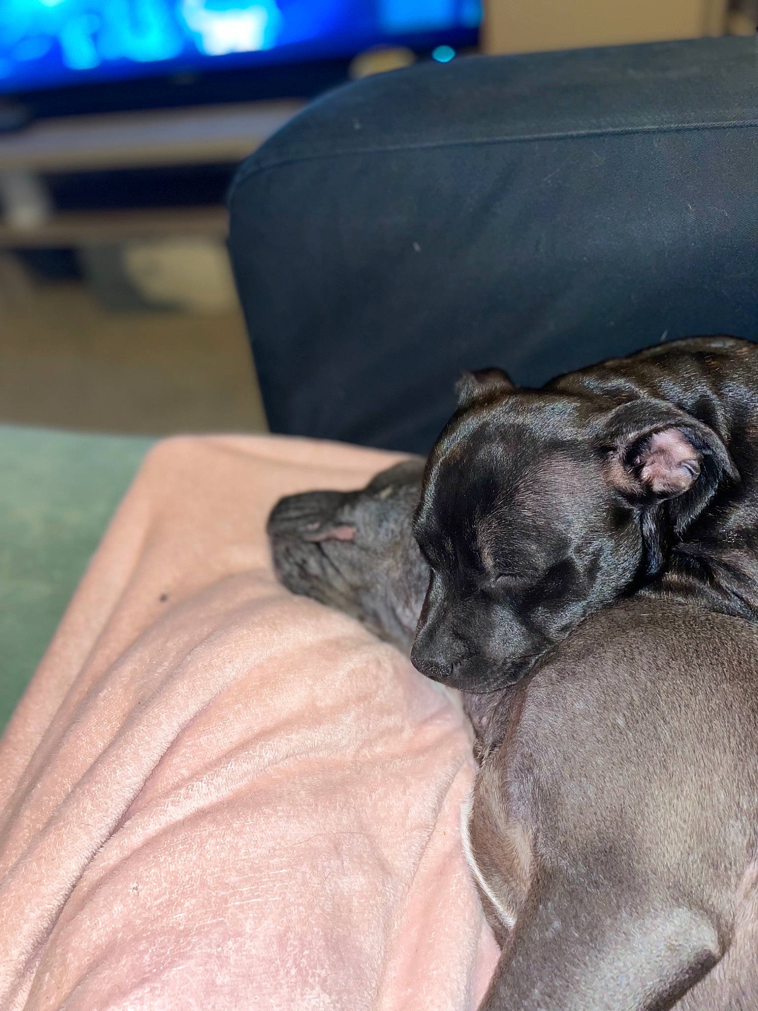 Sheyna a rejoint le concours — aidez-le/la à gagner de superbes lots ! canidae, carnivore, comfort, companion_dog, dog, dog_breed, fur, grey, liver, non_sporting_group, sporting_group, television, toy_dog, working_animal