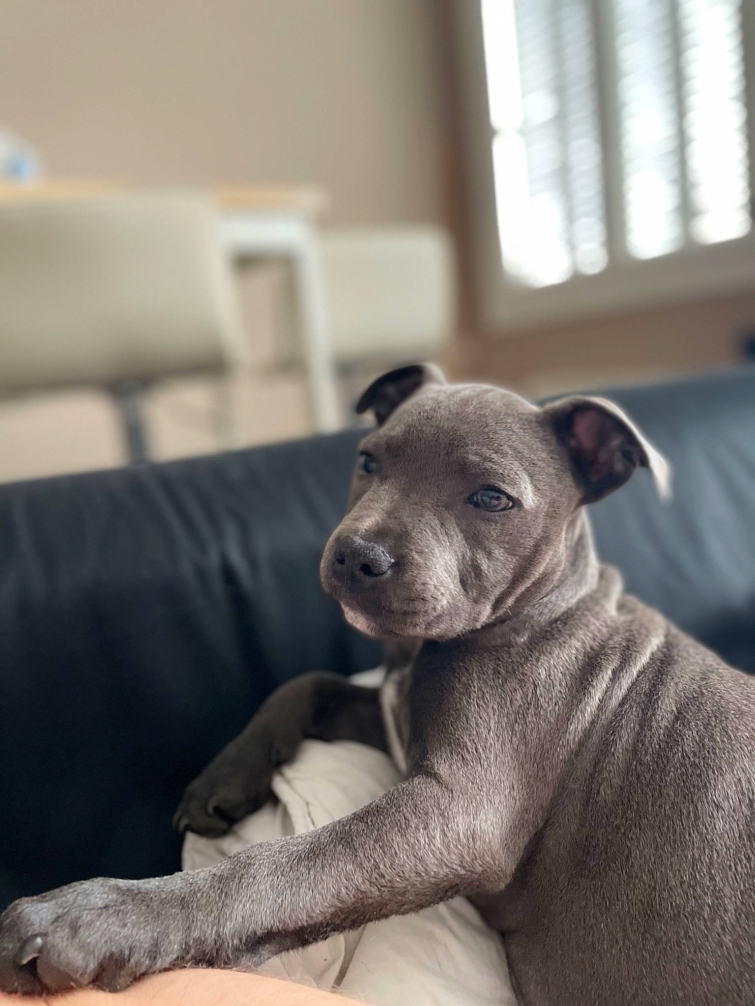 Seyko participe au concours pour gagner de l'argent avec cette photo : canidae, carnivore, comfort, companion_dog, couch, dog, dog_breed, ear, fawn, grey, room, snout, sporting_group, tail, terrestrial_animal, toy_dog, whiskers, window, wood, working_animal