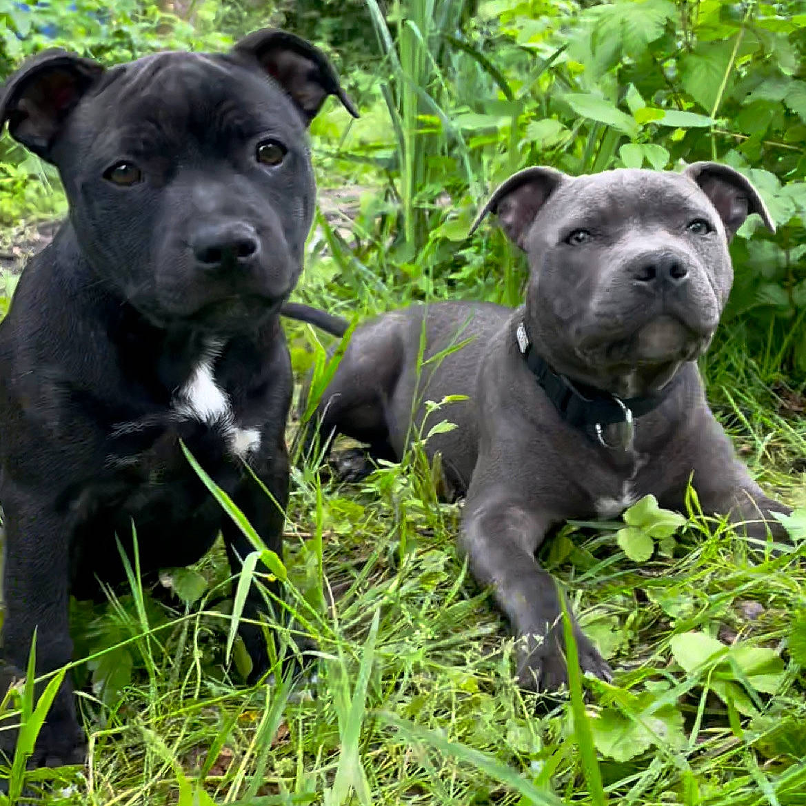 Seyko participe au concours pour gagner de l'argent avec cette photo : ancient_dog_breeds, art, canidae, carnivore, companion_dog, dog, dog_breed, fawn, grass, green, groundcover, guard_dog, molosser, plant, snout, sporting_group, terrestrial_animal, whiskers, working_animal, working_dog