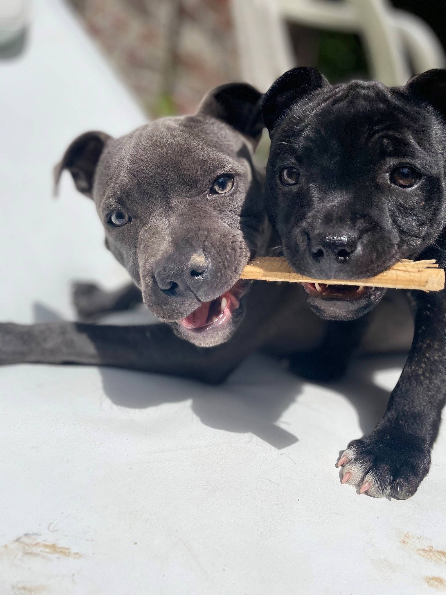 Seyko a rejoint le concours — aidez-le/la à gagner de superbes lots ! borador, canidae, carnivore, collar, companion_dog, dog, dog_breed, electric_blue, fawn, fur, grey, grille, non_sporting_group, paw, puppy, snout, sporting_group, terrestrial_animal, whiskers, working_animal