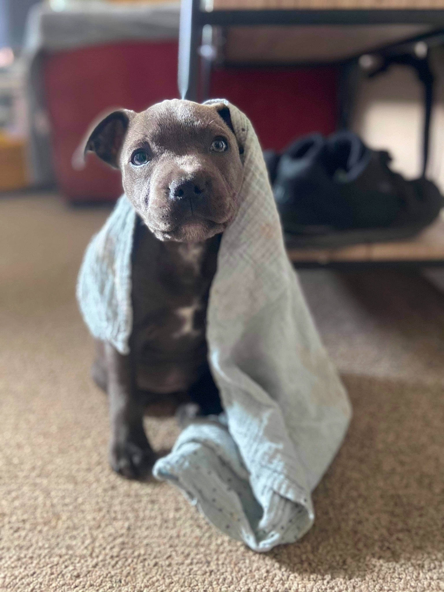 Seyko a rejoint le concours — aidez-le/la à gagner de superbes lots ! art, bag, canidae, carnivore, companion_dog, dog, dog_breed, fawn, flooring, fur, grey, luggage_and_bags, mustelidae, sporting_group, tail, terrestrial_animal, toy, toy_dog, whiskers, working_animal