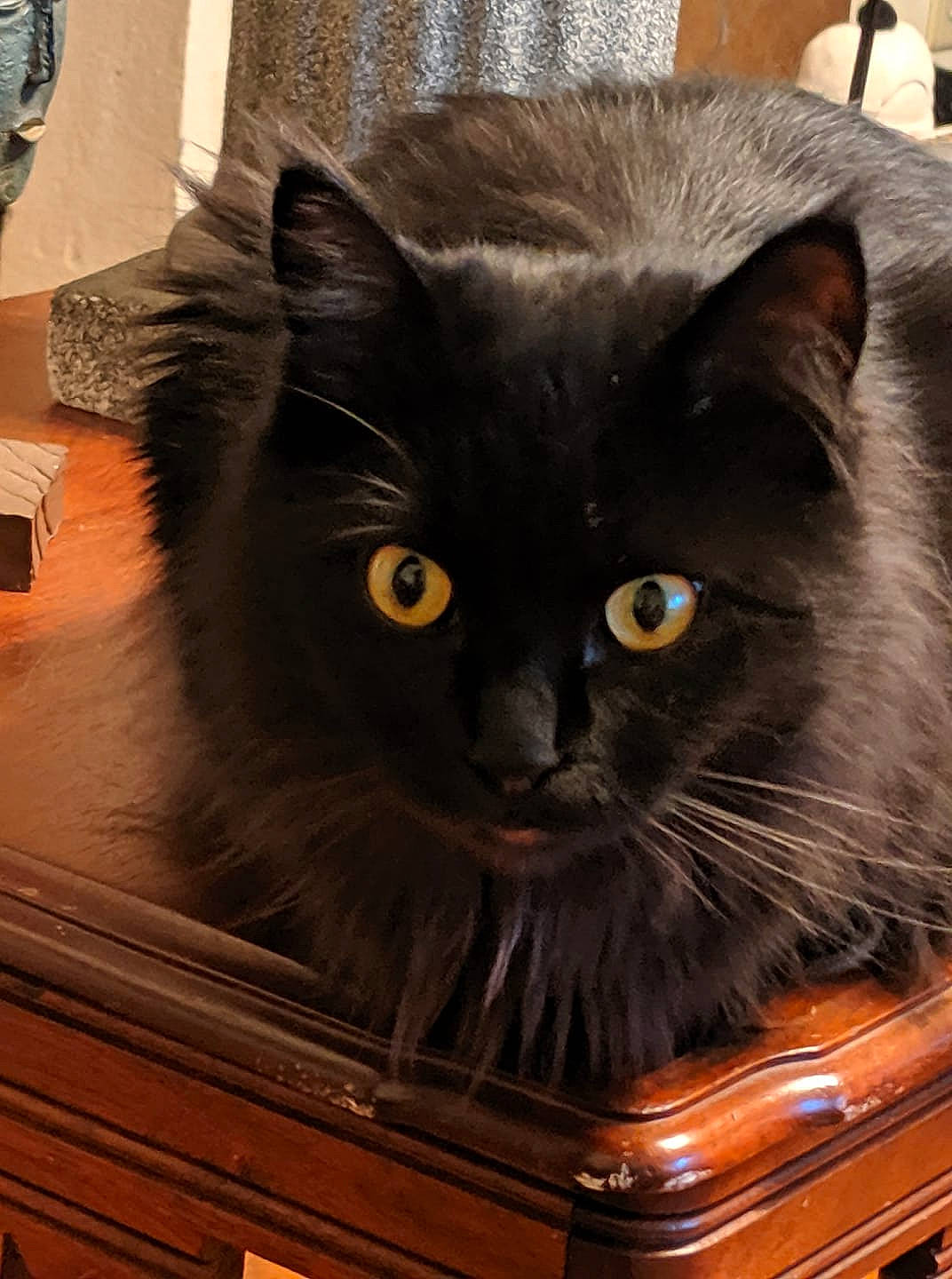 Saya is registered to the contest to win money with this photo: asian, asian_semi_longhair, black_cat, british_longhair, british_semi_longhair, carnivore, cat, domestic_long_haired_cat, domestic_short_haired_cat, felidae, fur, mammal, nebelung, norwegian_forest_cat, ragamuffin, small_to_medium_sized_cats, whiskers