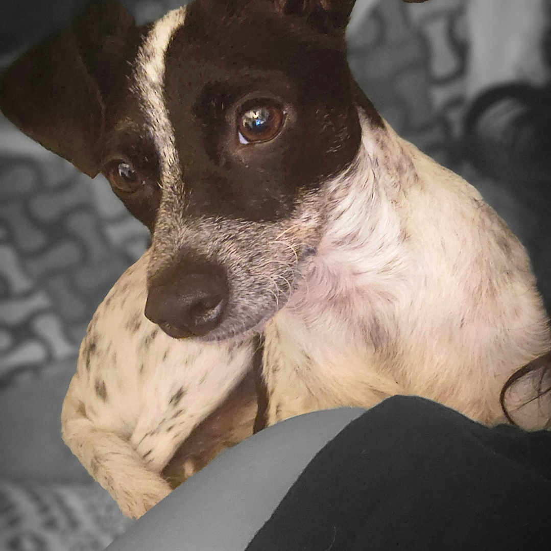 Bandit Bandeeto